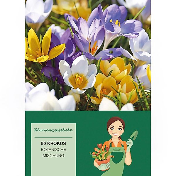 Krokus Chrysanthus Mischung Mischung 50 Stück Crocus vernus Mixed günstig online kaufen