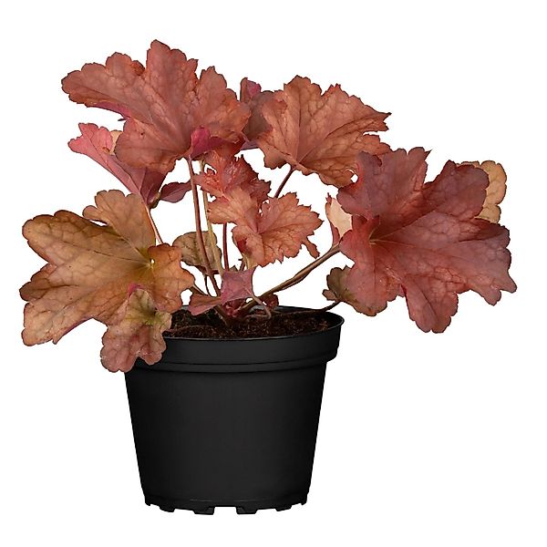 GROW by OBI Purpurglöcken Rot Topf-Ø ca. 13 cm Heuchera günstig online kaufen