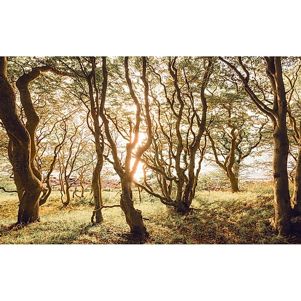 Komar Fototapete Bold Birch 400 cm x 250 cm günstig online kaufen