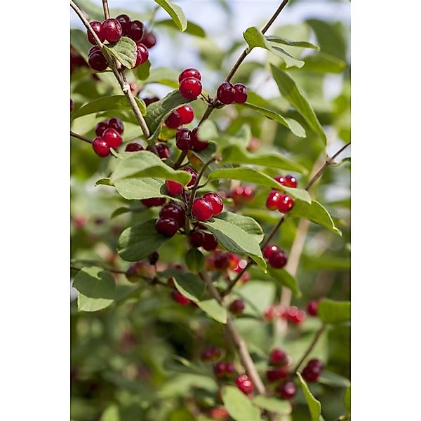 Lonicera xylosteum 125-150 cm günstig online kaufen