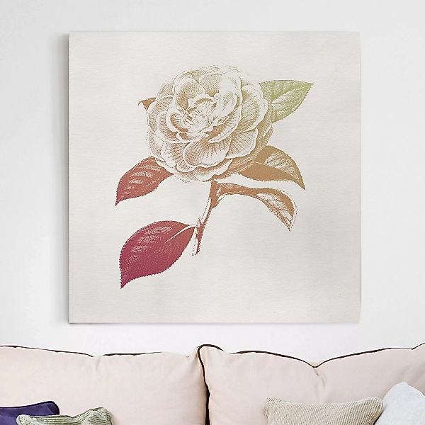 Leinwandbild Modern Vintage Botanik Rose Rot Grün günstig online kaufen