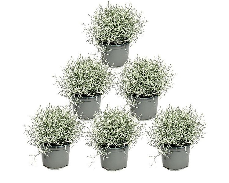 Exotenherz Beetpflanze Stacheldrahtpflanze - Silberdraht - Calocephalus bro günstig online kaufen