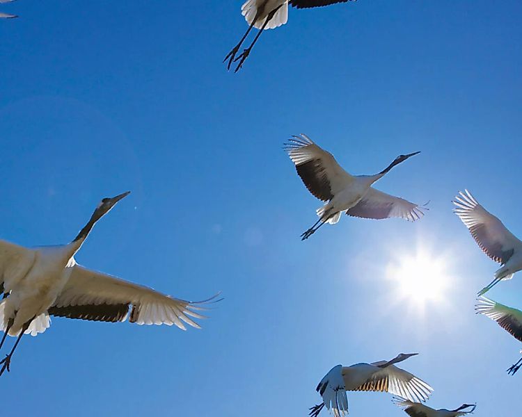Fototapete "Vogelschwarm" 4,00x2,50 m / Glattvlies Brillant günstig online kaufen