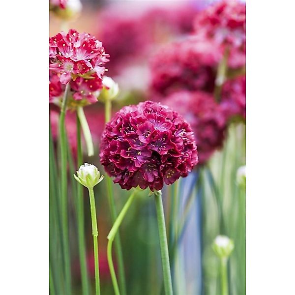 Armeria Pseudarmeria Grasnelke Ca. 9x9 cm Topf günstig online kaufen
