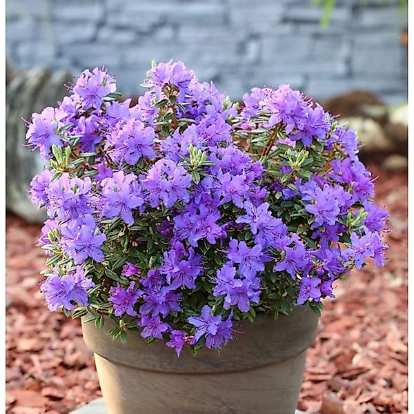 Zwerg Rhododendron Purple Pillow 15-20cm - Rhododendron russatum - Zwerg Al günstig online kaufen