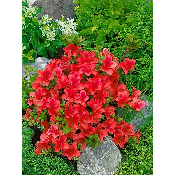 Rhododendron Obtusum Johanna Azalee Leuchtend Rot 30–40 cm günstig online kaufen