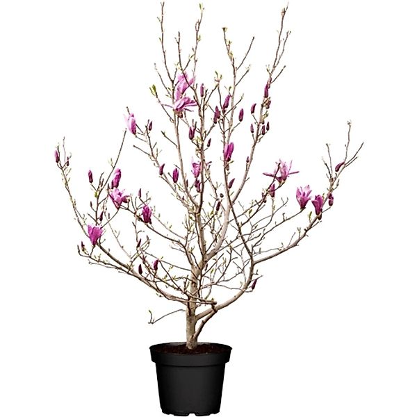 Magnolia Liliiflora Tulpenmagnolie Susan 60-80 cm günstig online kaufen