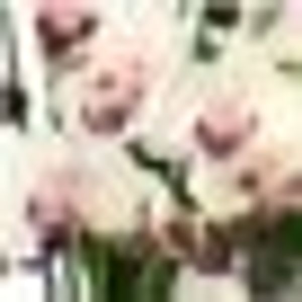 Kunstpflanze Orchidee Orchidee, I.GE.A., Höhe 50 günstig online kaufen