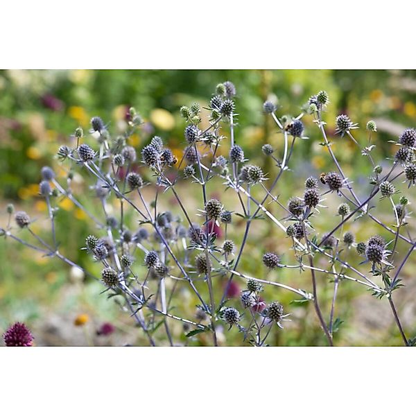 Eryngium Planum Blaukappe Flachblatt Mannstreu Ca. 9x9 cm Topf günstig online kaufen