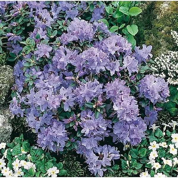 Zwerg Rhododendron Blue Tit 15-20cm - Rhododendron impeditum - Zwerg Alpenr günstig online kaufen