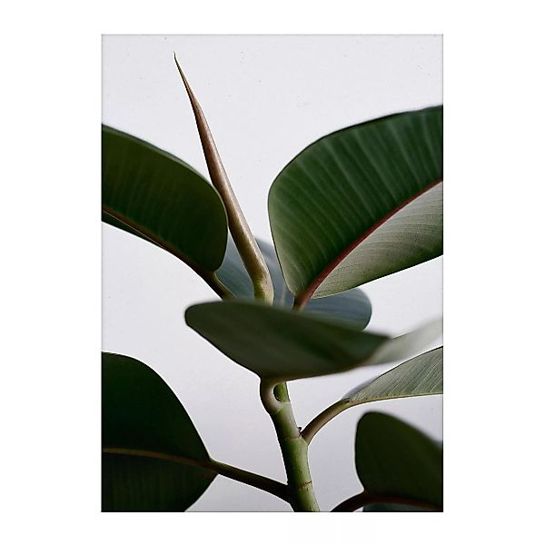 Paper Collective - Green Home 02 Kunstdruck 50x70cm - grün, weiß, grau, bra günstig online kaufen