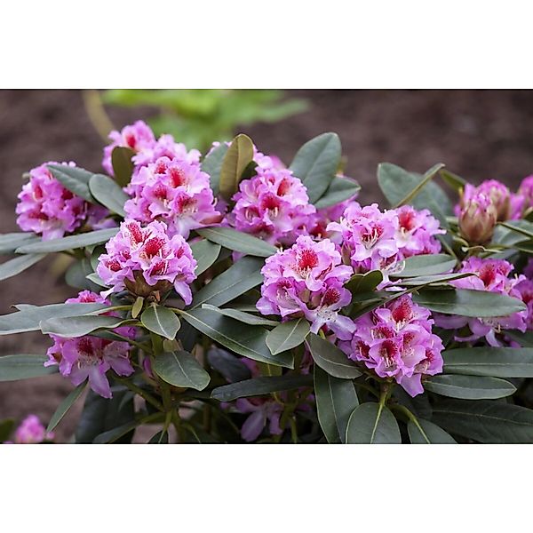 Rhododendron Hybr. Belami Rhododendron 30–40 cm günstig online kaufen