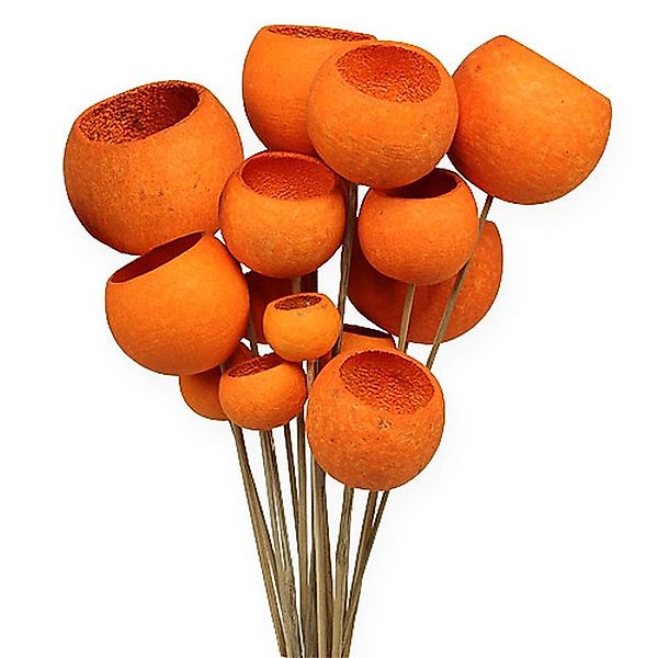 Trockenblume Bell Cup Stiel Orange 15 günstig online kaufen