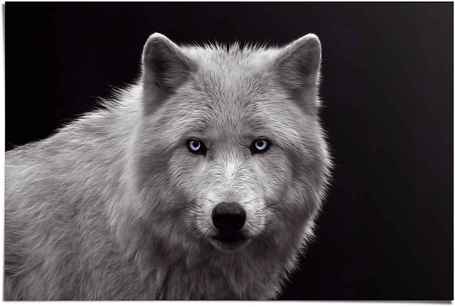Reinders Poster "Weißer Wolf", (1 St.) günstig online kaufen