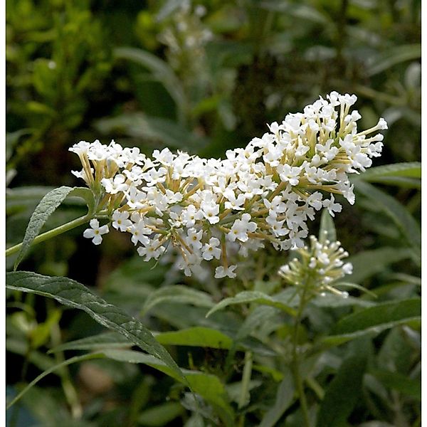 Sommerflieder Miss Pearl 30-40cm - Buddleja günstig online kaufen