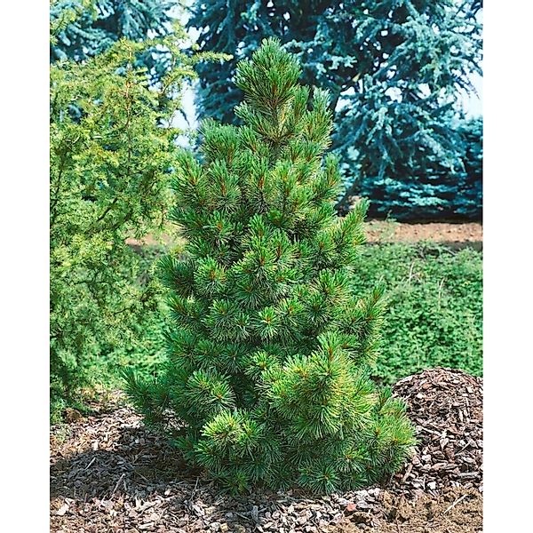 Pinus Cembra Zirbelkiefer 125–150 cm günstig online kaufen