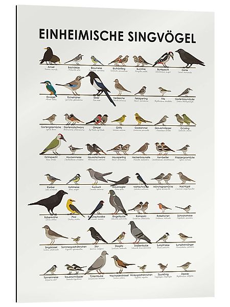 Posterlounge Poster Iris Luckhaus, Einheimische Singvögel, günstig online kaufen