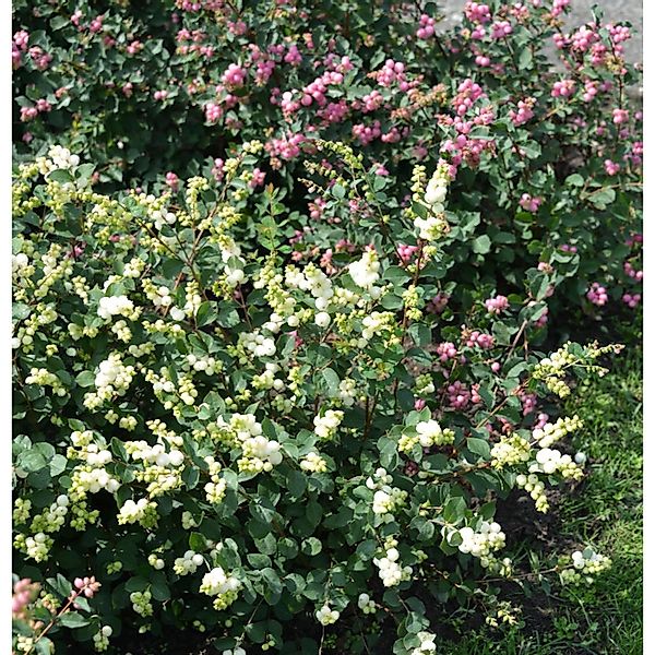 Amethystbeere Magical Galaxy 60-80cm - Symphoricarpos doorenbosii günstig online kaufen