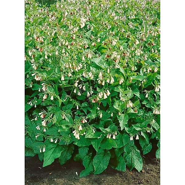 Symphytum Grandiflorum Wisley Blue Kaukasus Beinwell Ca. 9x9 cm Topf günstig online kaufen