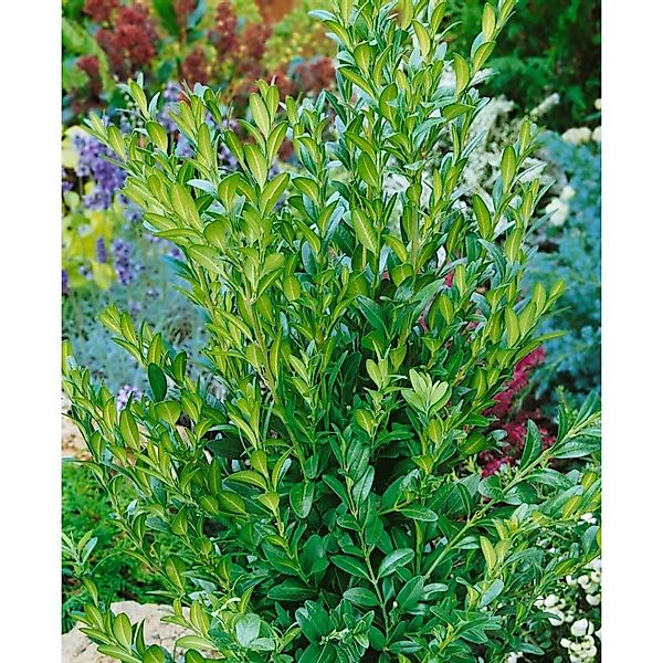 Buxus sempervirens 'Raket' 40-50 cm günstig online kaufen