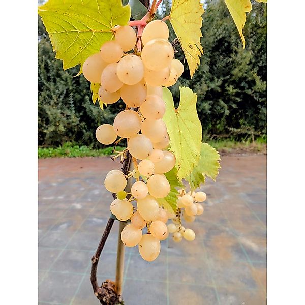 Weinrebe Glenora, gel 60 - 80 cm Vitis vinifera günstig online kaufen