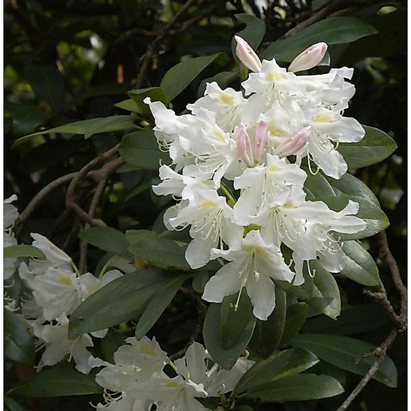 INKARHO - Großblumige Rhododendron Cunningham White 30-40cm - Alpenrose günstig online kaufen