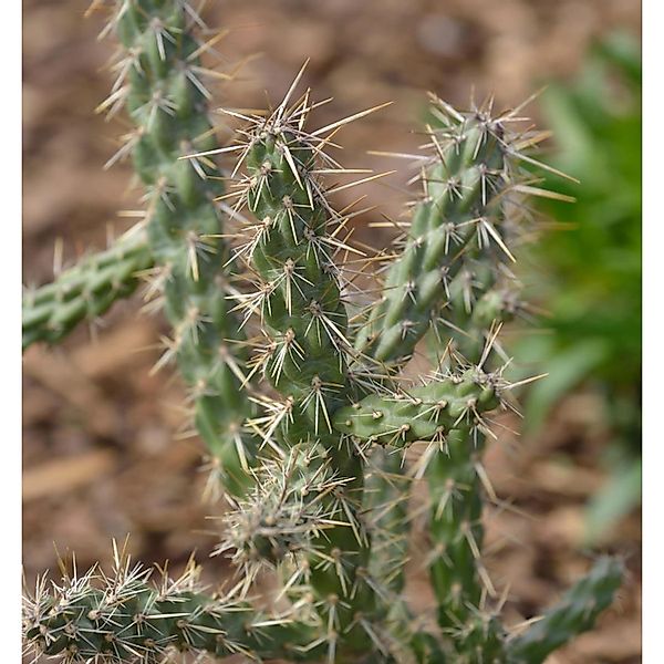 Winterharter Feigenkaktus - Opuntia imbricata günstig online kaufen