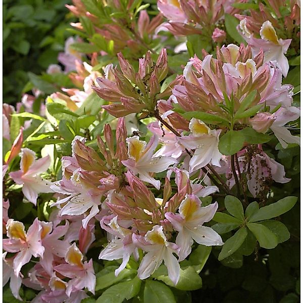 Azalee Irene Koster 60-80cm - Rhododendron luteum - Alpenrose günstig online kaufen