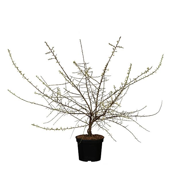 Schlehdorn Höhe ca. 30 - 50 cm Topf ca. 3 l Prunus spinosa günstig online kaufen