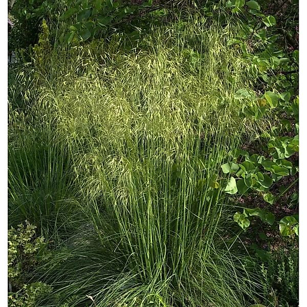 Riesenfedergras - großer Topf - Stipa gigantea günstig online kaufen