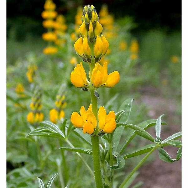 Gelbe Strauch Lupine - Lupinus arboreus günstig online kaufen