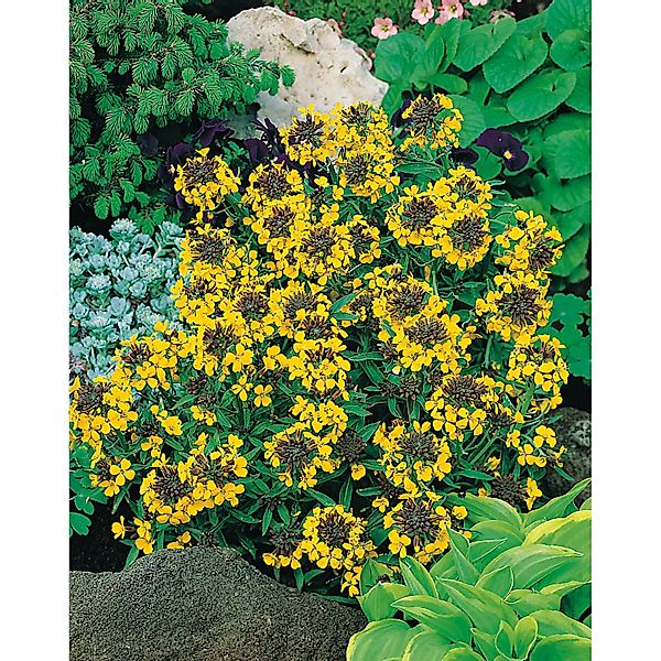 Goldlack Goldstaub Gelb Topf-Ø ca. 9 cm x 9 cm Erysimum günstig online kaufen