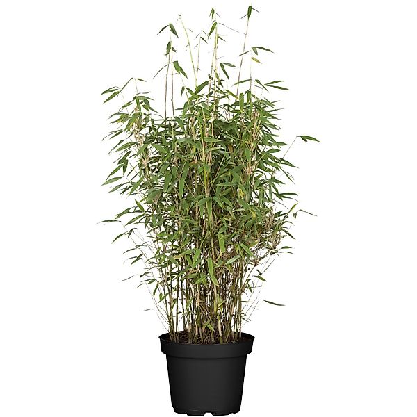 OBI Bambus Volcano Höhe ca. 60 - 80 cm Topf ca. 7,5 l Fargesia nitida günstig online kaufen