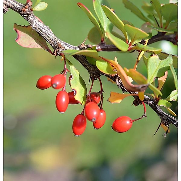 Grüne Heckenbeberitze 80-100cm - Berberis thunbergii günstig online kaufen