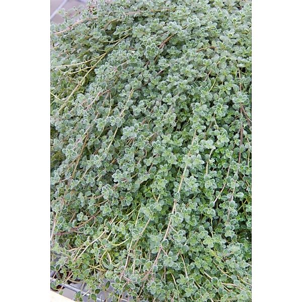 Thymus Praecox Var. Pseudolanuginosus Teppichthymian Ca. 9x9 cm Topf günstig online kaufen