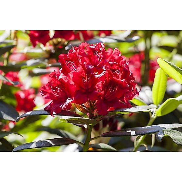 Rhododendron Hybr. Vulcan Rhododendron Leuchtend Rot 30–40 cm günstig online kaufen