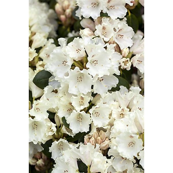 Rhododendron Williamsianum Gartendirektor Rieger Rosa 60–70 cm günstig online kaufen