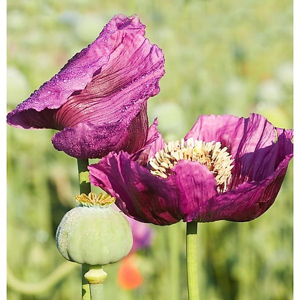 Türkischer Mohn Manhattan - Papaver orientale günstig online kaufen