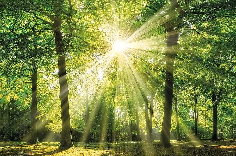 Bönninghoff Leinwandbild "Sonnenstrahl", (1 St.) günstig online kaufen