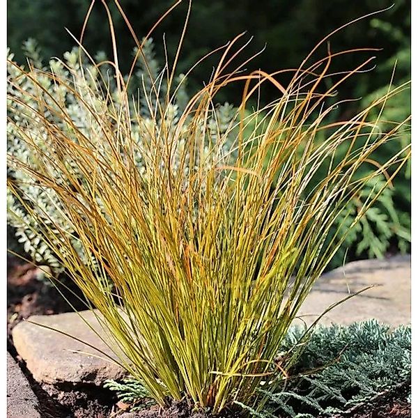 Neuseeland Segge Prairie Fire - Carex testacea günstig online kaufen