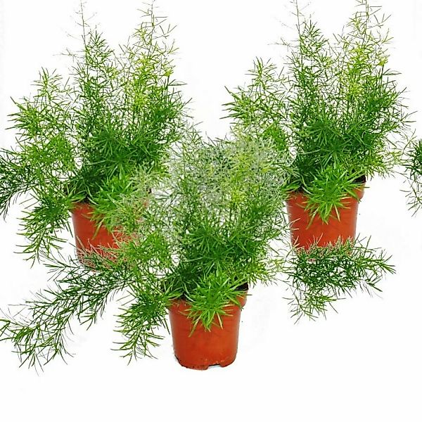 Exotenherz Asparagus Densiflorus Sprengeri 3er Set günstig online kaufen