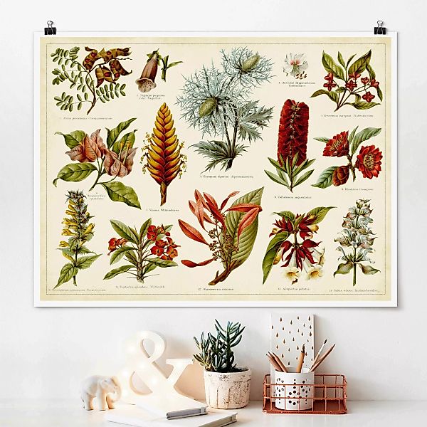 Poster Vintage Lehrtafel Tropische Botanik I günstig online kaufen