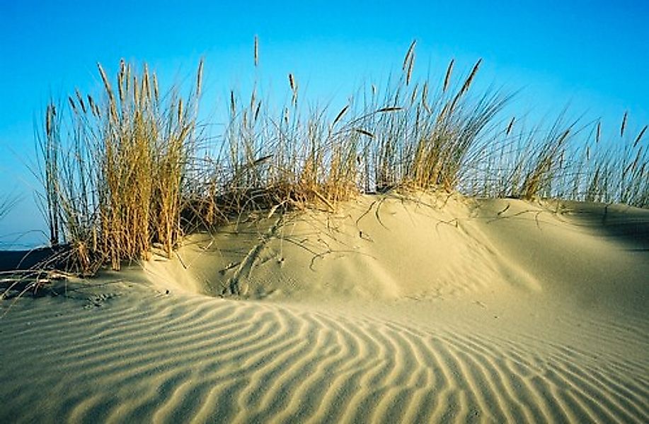 Papermoon Fototapete »DÜNEN-STRAND MEER SEE OZEAN SAND GRAS NORDSEE OSTSEE« günstig online kaufen