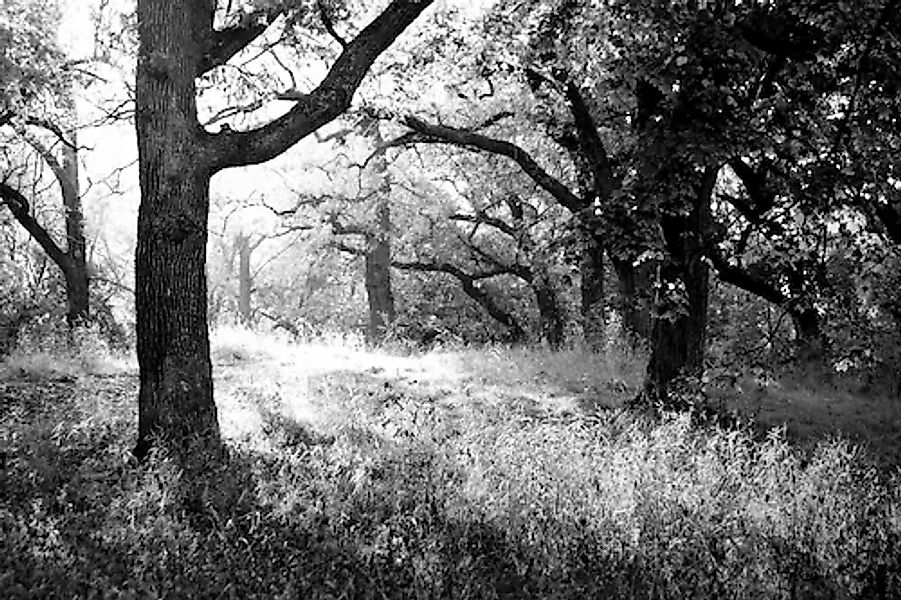 Papermoon Fototapete »Wald Schwarz & Weiß« günstig online kaufen