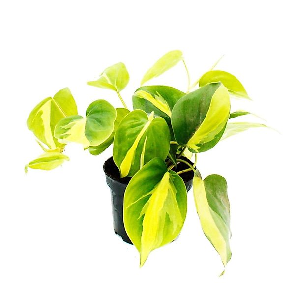 Exotenherz Zimmerpflanze Philodendron scandens Brasil Baumfreund zweifarbig günstig online kaufen