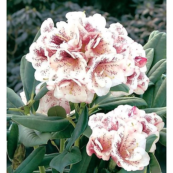 Großblumige Rhododendron Prinsess Maxima 30-40cm - Alpenrose günstig online kaufen