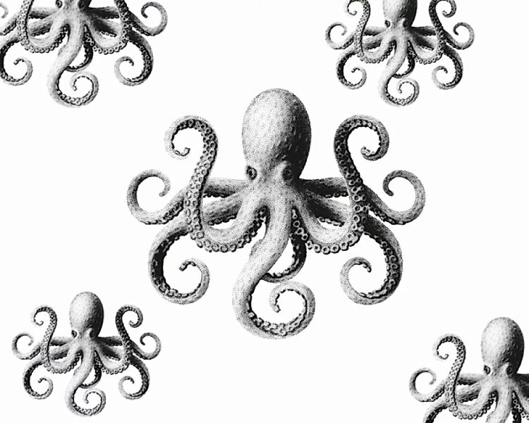 Fototapete "Octopusse grau" 6,00x2,50 m / Glattvlies Brillant günstig online kaufen