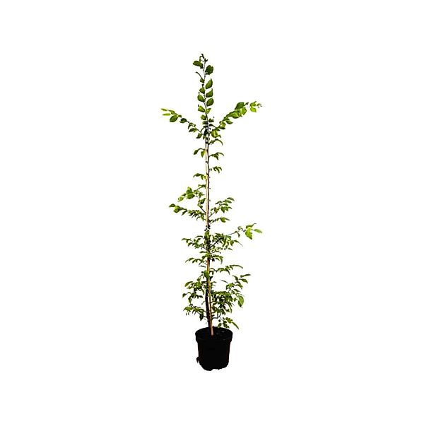 Carpinus betulus 125-150 cm günstig online kaufen