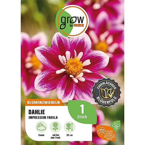 GROW by OBI Dahlie Impression Fabula Höhe ca. 35 cm günstig online kaufen