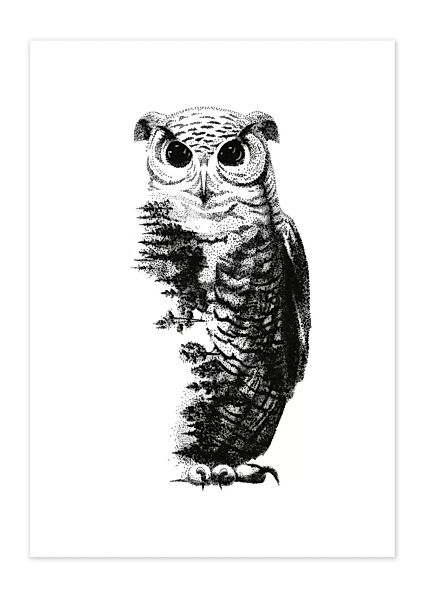 Poster Animal Owl Matt günstig online kaufen